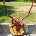 Re stained and copper skull Re stained and copper skull